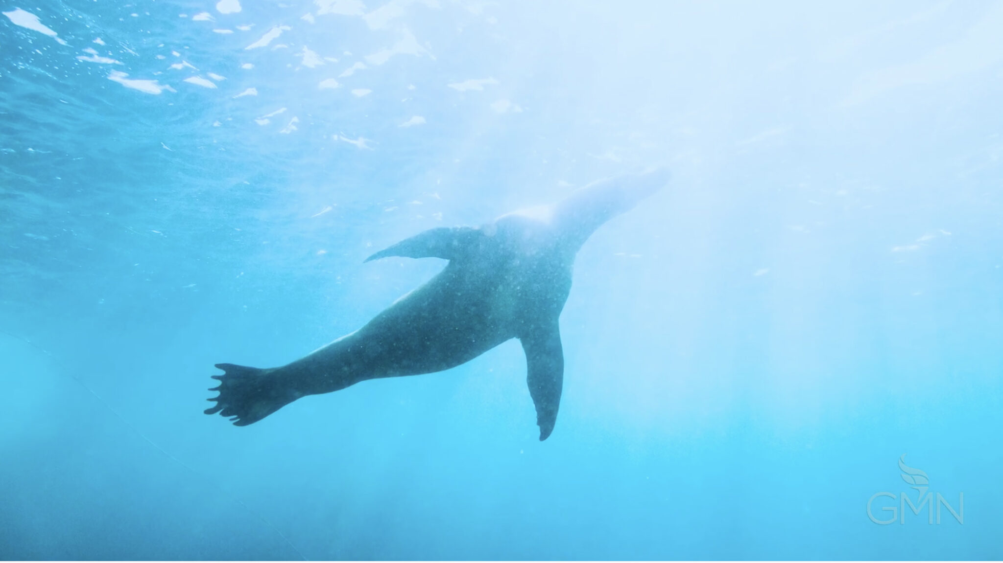 Save the Oceans! Global Mentor Network